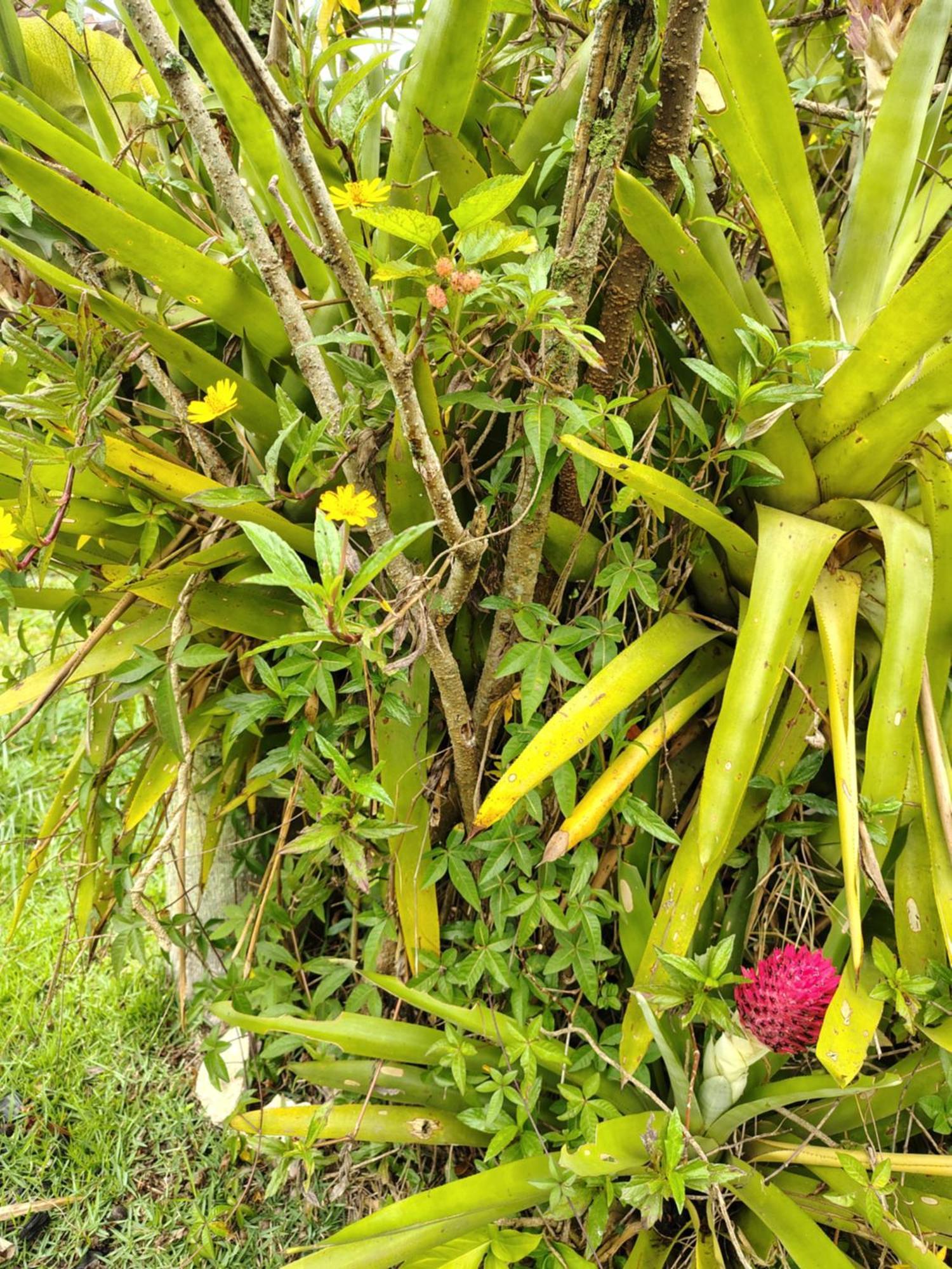 Pousada Lambaris Pereque Guarujá Buitenkant foto